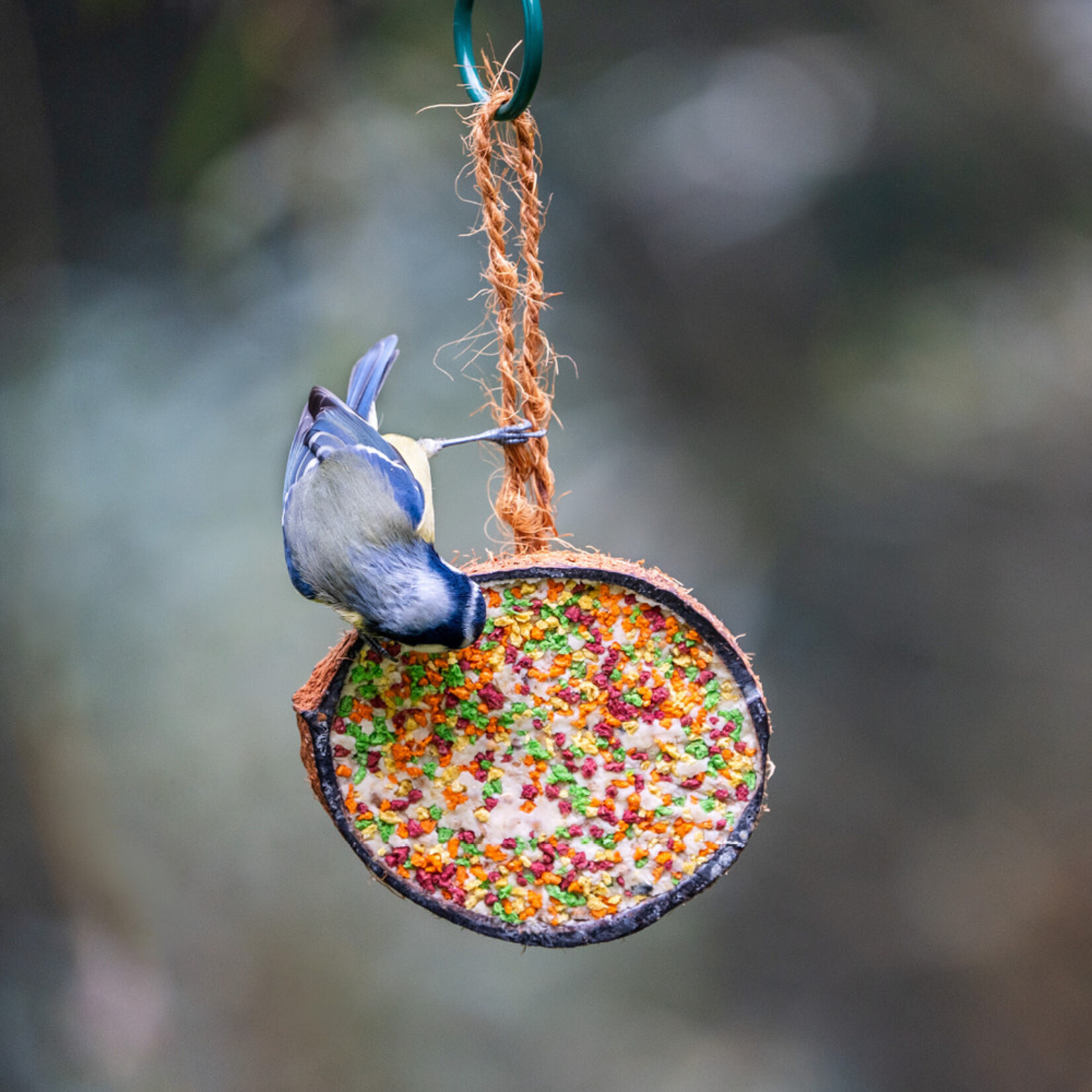 CJ Wildlife CJW Kokosnoot Feest