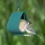 CJ Wildlife Pindakaaspothouder Malibu - Groen