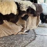 SCHAAP EN RENDIERVACHTEN 
