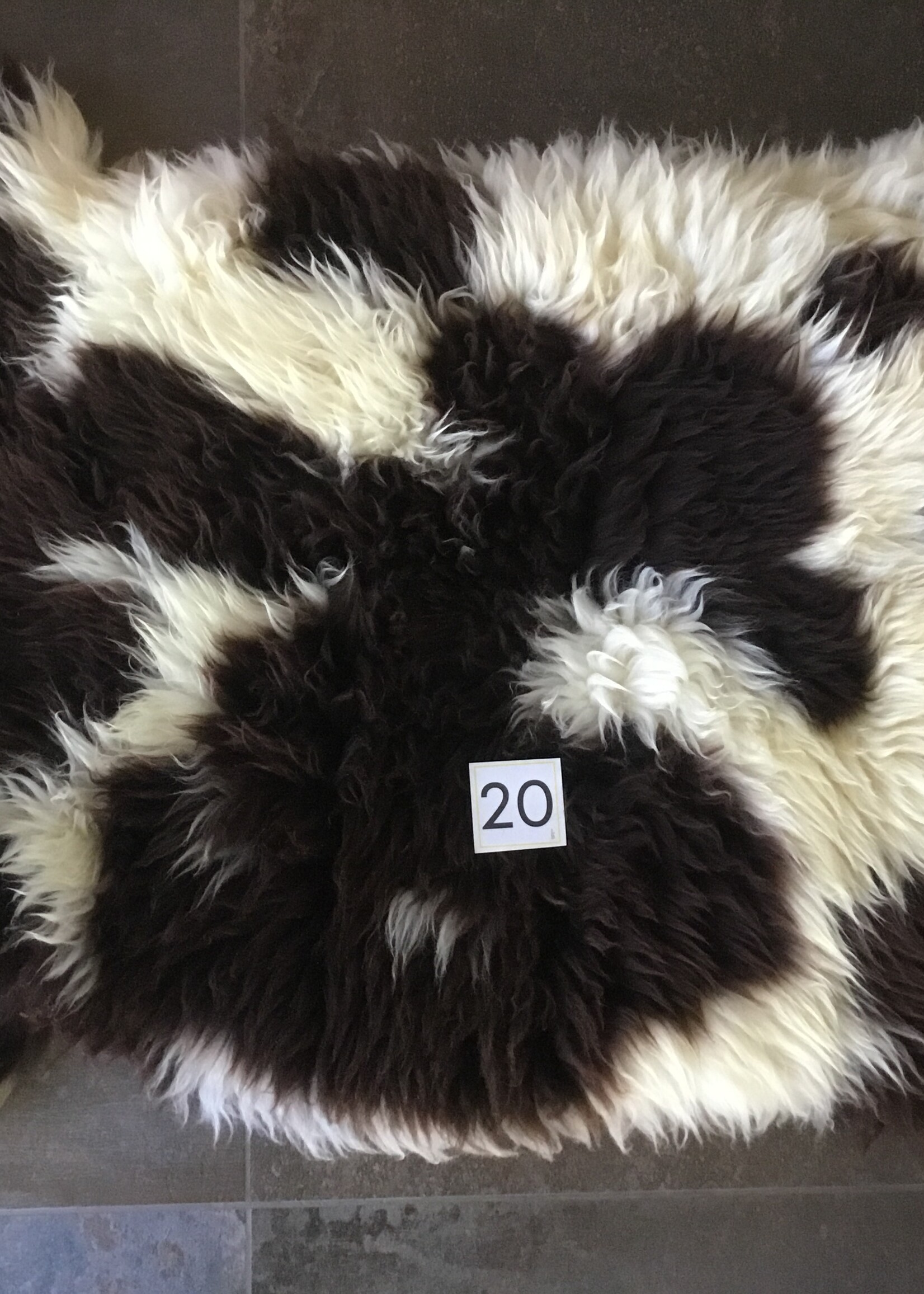 Schapenvachten  M lichte en Bonte kleuren