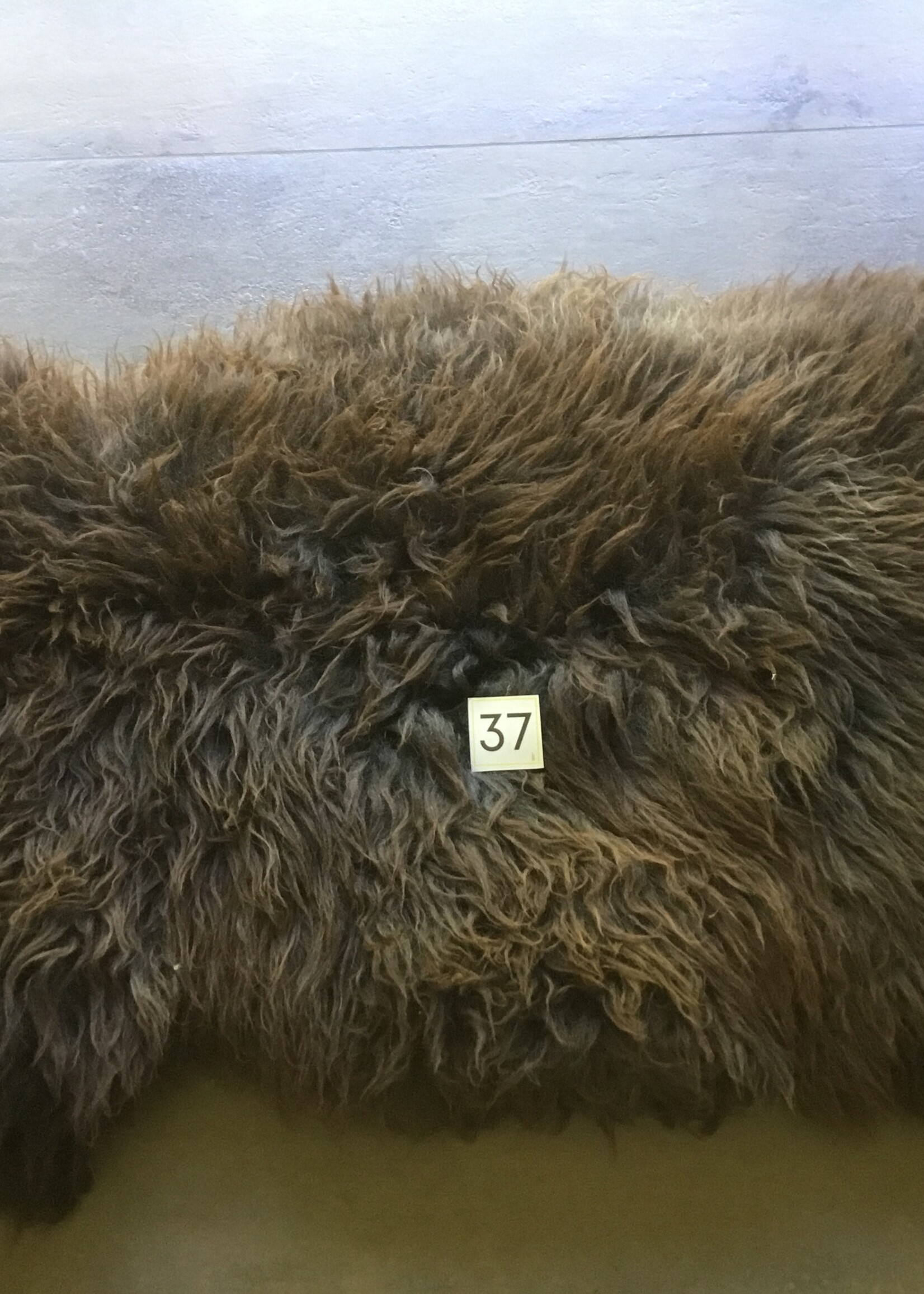 Schapenvachten XL
