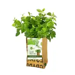 SuperWaste Let it Grow Kweektuintje Munt