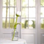 Sjaal met Verhaal Bloem: Tulp Wendy - Wit