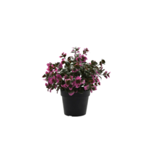 Kunstplant eucalyptus paars - 22cm