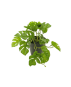 Kunstplant monstera - 18cm