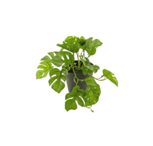 Kunstplant monstera - 18cm