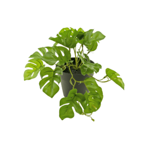 Kunstplant monstera - 18cm