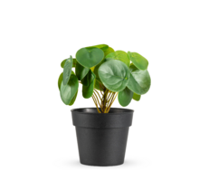 Kunstplant pannenkoekplant - 20cm