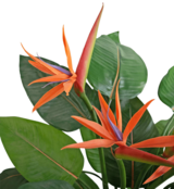 Kunstplant strelitzia inclusief bloemen - 120cm