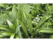 Foodcourt market - Groenrijk