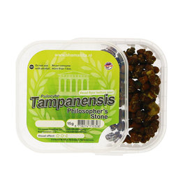 Tampanensis