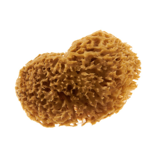 PENNELLI PENNELLI Natuurspons 18cm SEA MATRIX