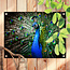 Sweet Living Outdoor Poster Blauer Pfau