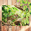 Sweet Living Outdoor Poster Schlafender Leopard