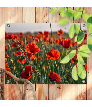 Sweet Living Outdoor Poster Mohnblumen in der Sonne