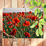 Sweet Living Outdoor Poster Mohnblumen in der Sonne