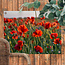 Sweet Living Outdoor Poster Mohnblumen in der Sonne