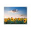 Sweet Living Outdoor Poster Sommer-Sonnenblumen