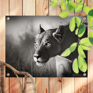 Sweet Living Outdoor Poster Afrikanische Löwin