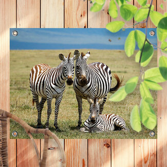 Sweet Living Outdoor Poster Drei Zebras
