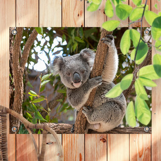 Sweet Living Outdoor Poster Koala