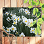 Sweet Living Outdoor Poster Narzissen