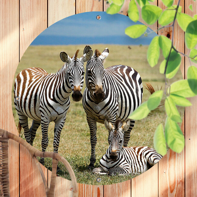 Sweet Living Rundes Outdoor Poster Drei Zebras