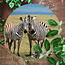 Sweet Living Rundes Outdoor Poster Drei Zebras