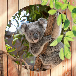 Sweet Living Rundes Outdoor Poster Koala