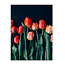 Sweet Living Leinwand Bild Rote Tulpen