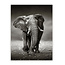 Sweet Living Leinwand Bild Afrikanischer Elefant