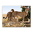 Sweet Living Leinwand Bild Jagd auf Leoparden