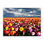 Sweet Living Leinwand Bild Buntes Tulpenfeld