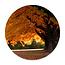 Sweet Living Runde Bilder Herbstbäume