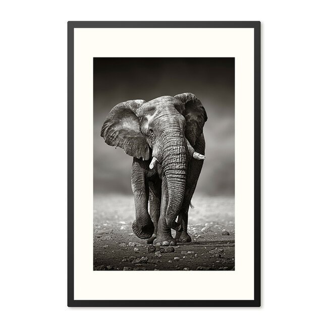 Sweet Living Poster mit Rahmen Afrikanischer Elefant