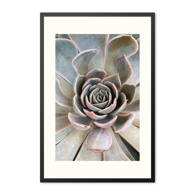 Sweet Living Poster mit Rahmen Close Up Succulent Plant