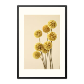 Sweet Living Poster mit Rahmen Dried Craspedia