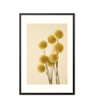 Sweet Living Poster mit Rahmen Dried Craspedia