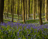 Wij trakteren, in het betoverende Hallerbos!