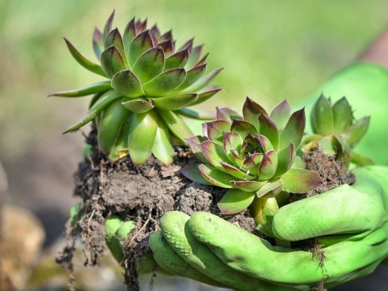 Vorteile von Sedum auf Ihrem Dach