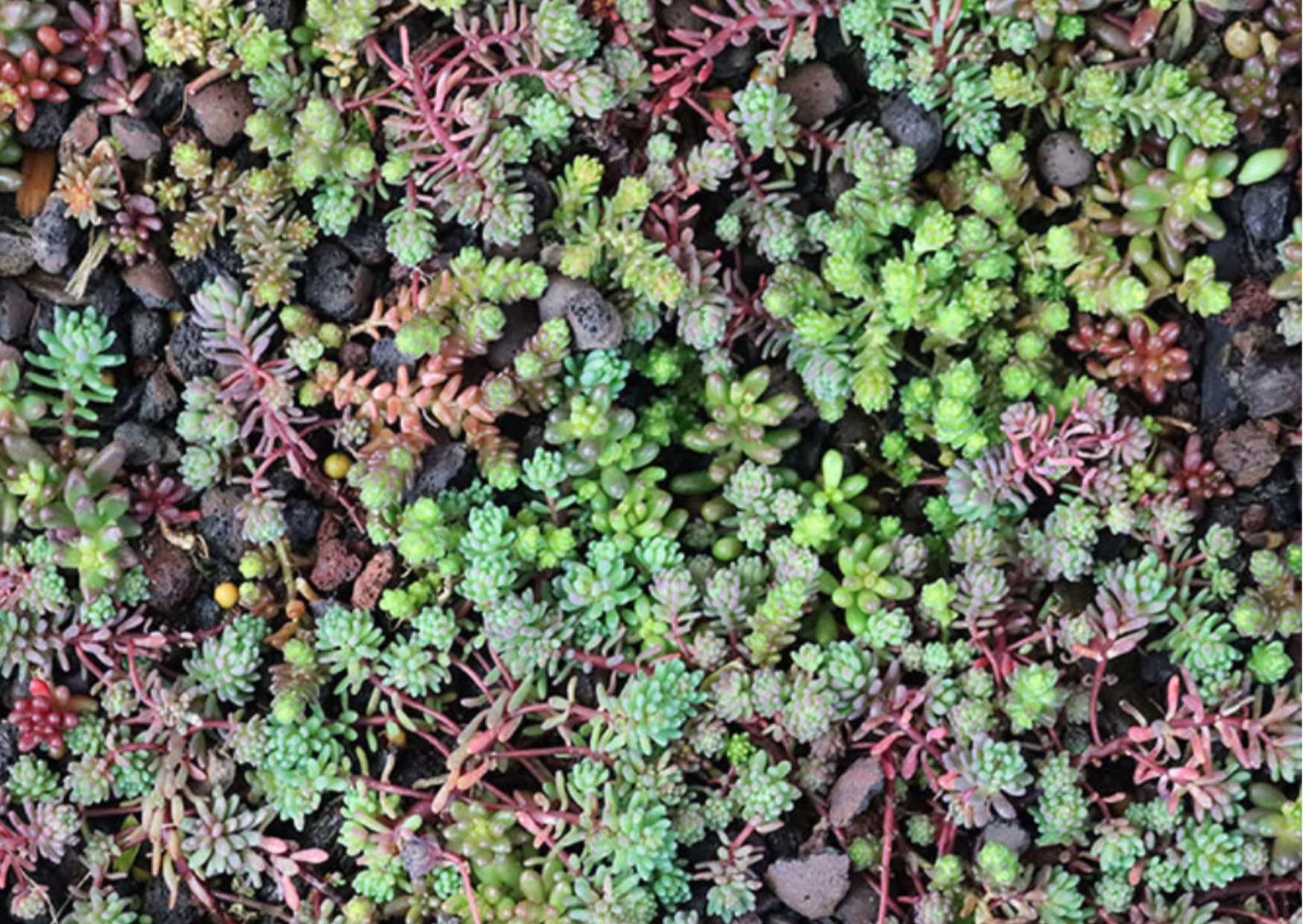 Sedum-Matten | pro m2 | inkl. Schutzvlies und Substrat