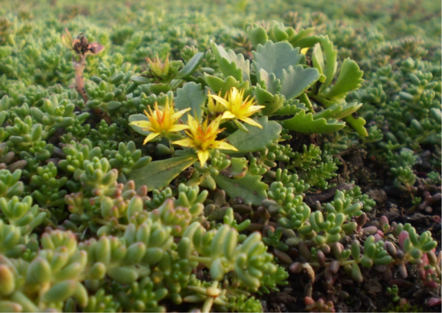 Sedum-Matten | pro m2 | inkl. Schutzvlies und Substrat