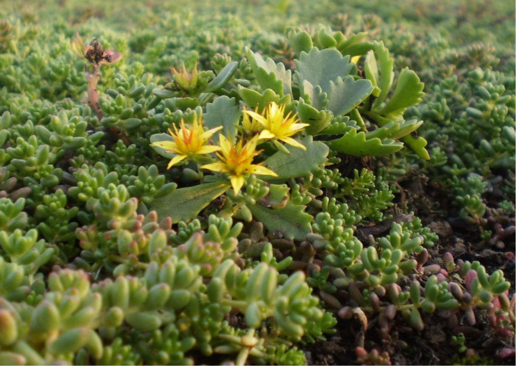 Sedum-Matten | pro m2 | inkl. Schutzvlies und Substrat