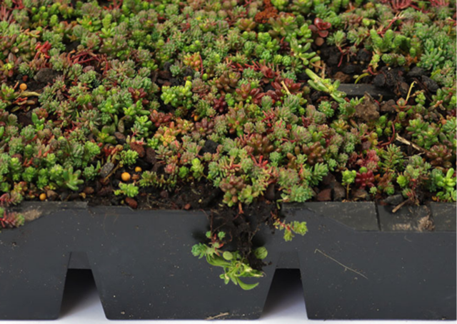 Sedum-Kassette | pro m2 | inkl. Schutzvlies