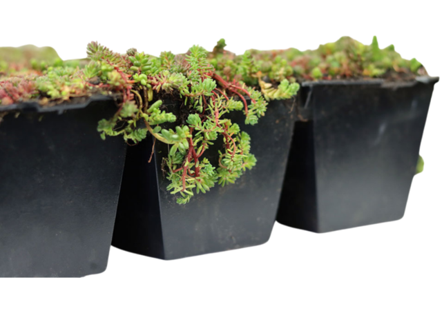 Sedum-Kassette | pro m2 | inkl. Schutzvlies
