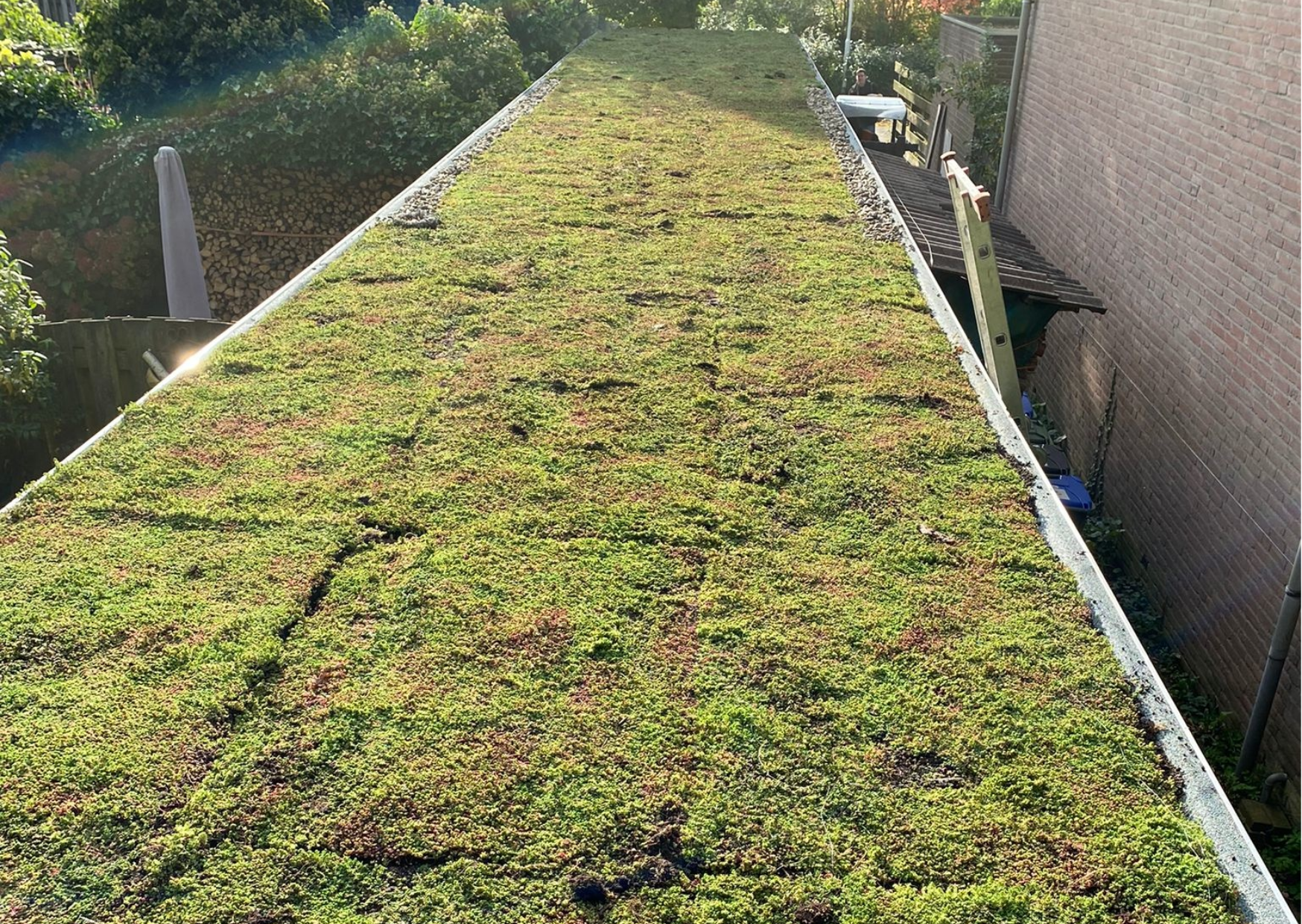 Verlegeservice für Sedum-Matten pro m2