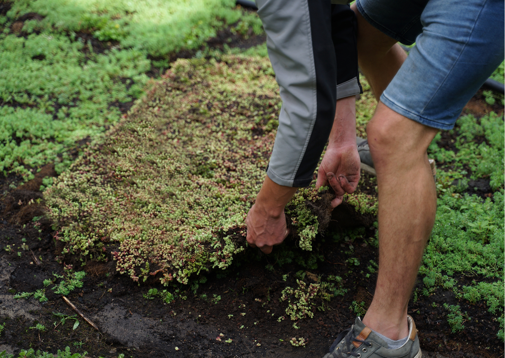 Verlegeservice für Sedum-Matten pro m2