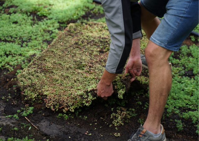 Verlegeservice für Sedum-Kassetten pro m2