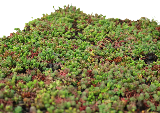 Sedum-Matten | pro m2 | inkl. Schutzvlies, Drainage und Substrat