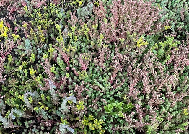 Sedum-Matten | pro m2 | inkl. Schutzvlies, Drainage und Substrat